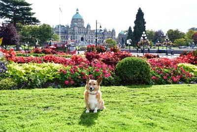 Mina from the Empress Hotel grass looking towards parliament building. Victoria BC